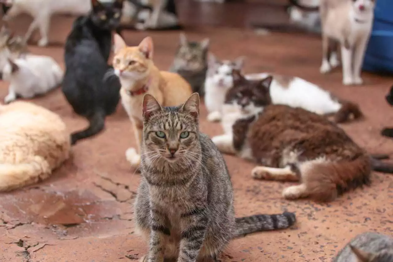 Vários gatos resgatados num espaço comum do abrigo